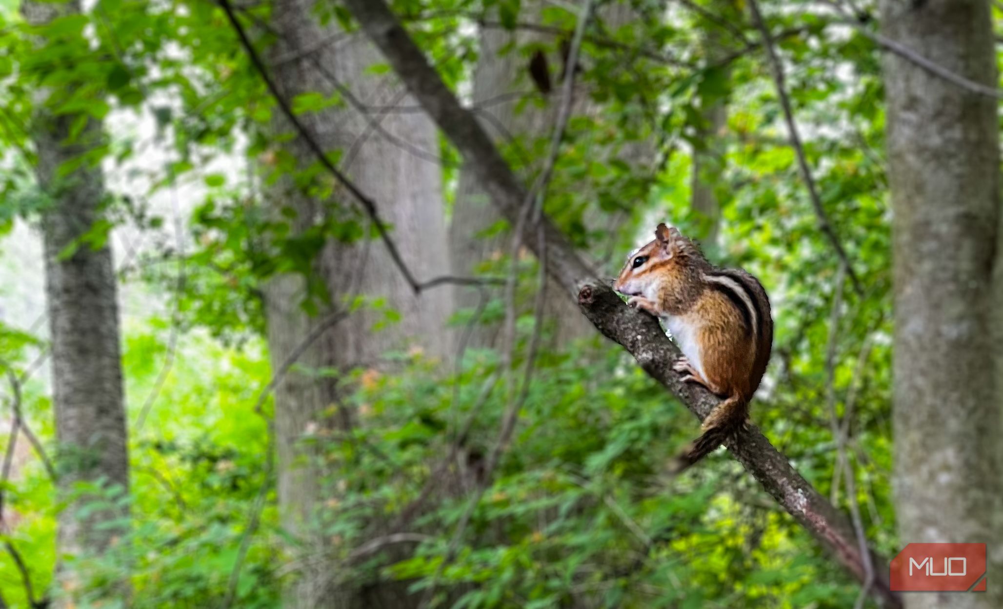 A chipmunk sitting on a tree