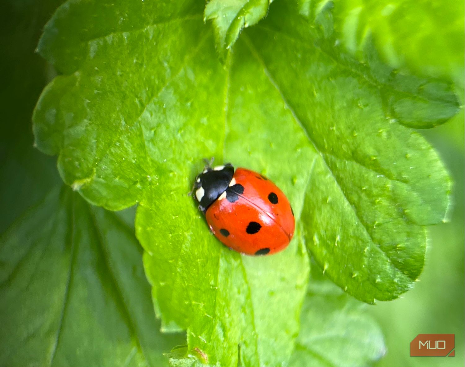 A ladybug