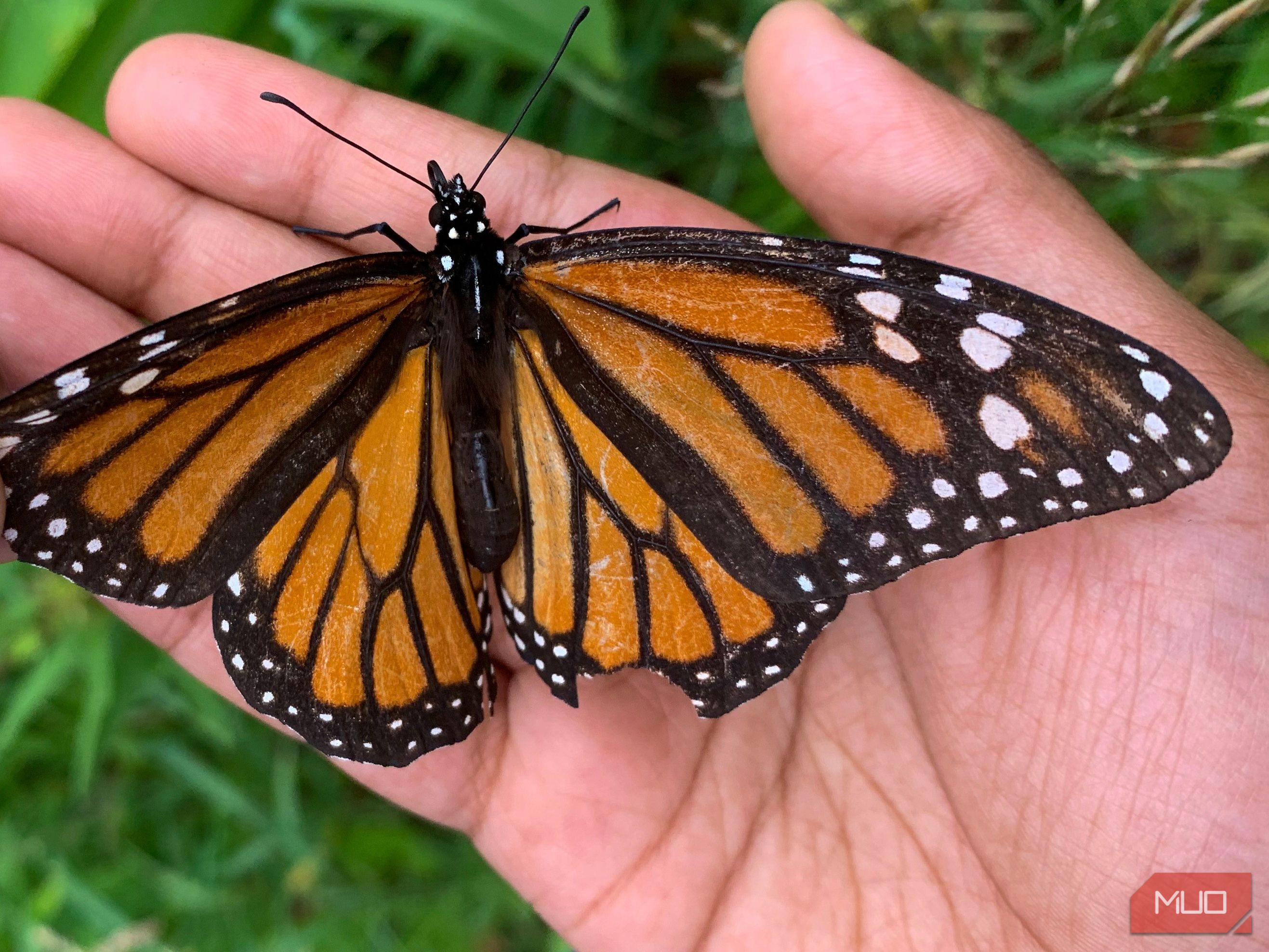 A child holding a monarch butterfly with broken wings