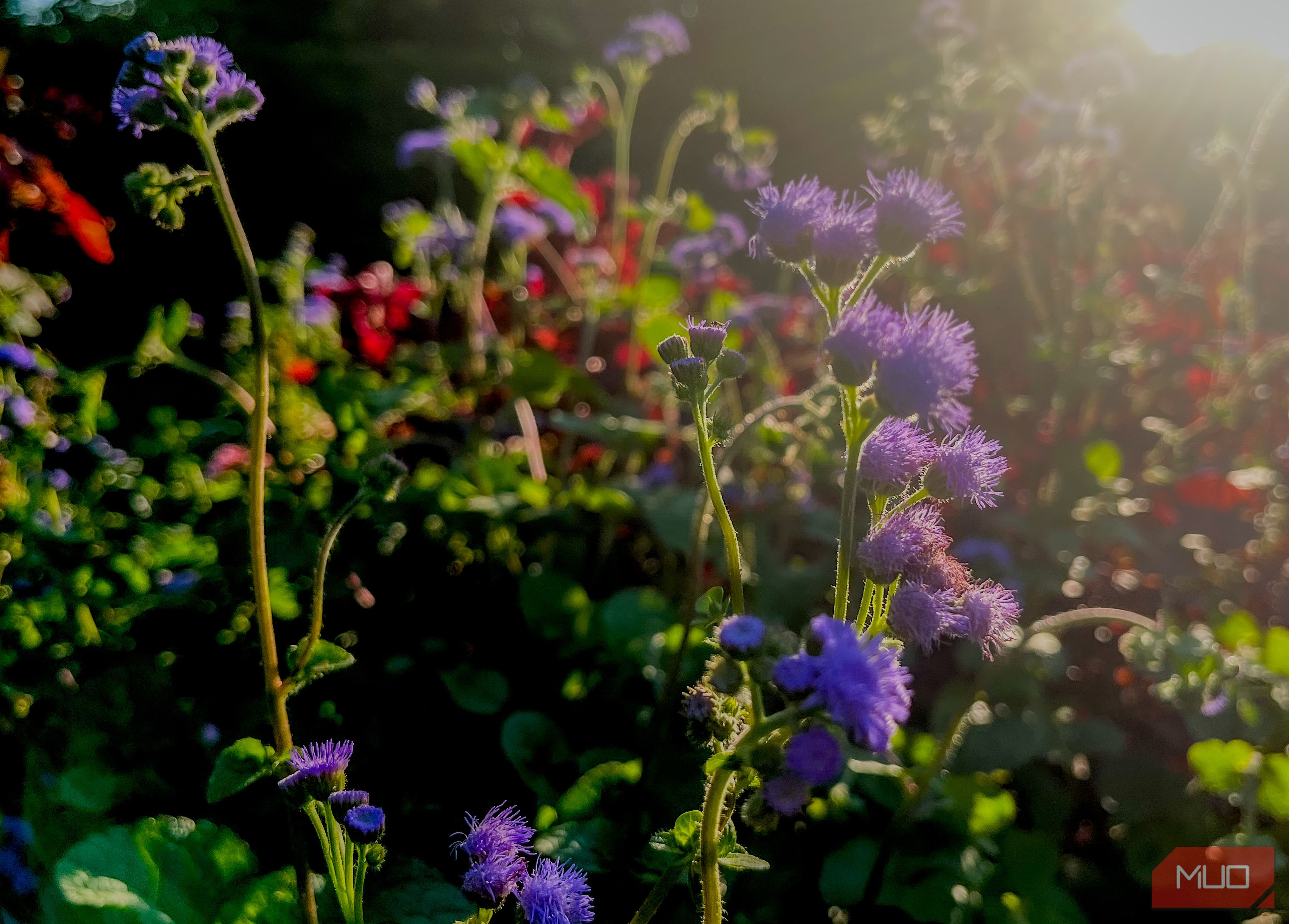 Backlit purple flowers in a floral background