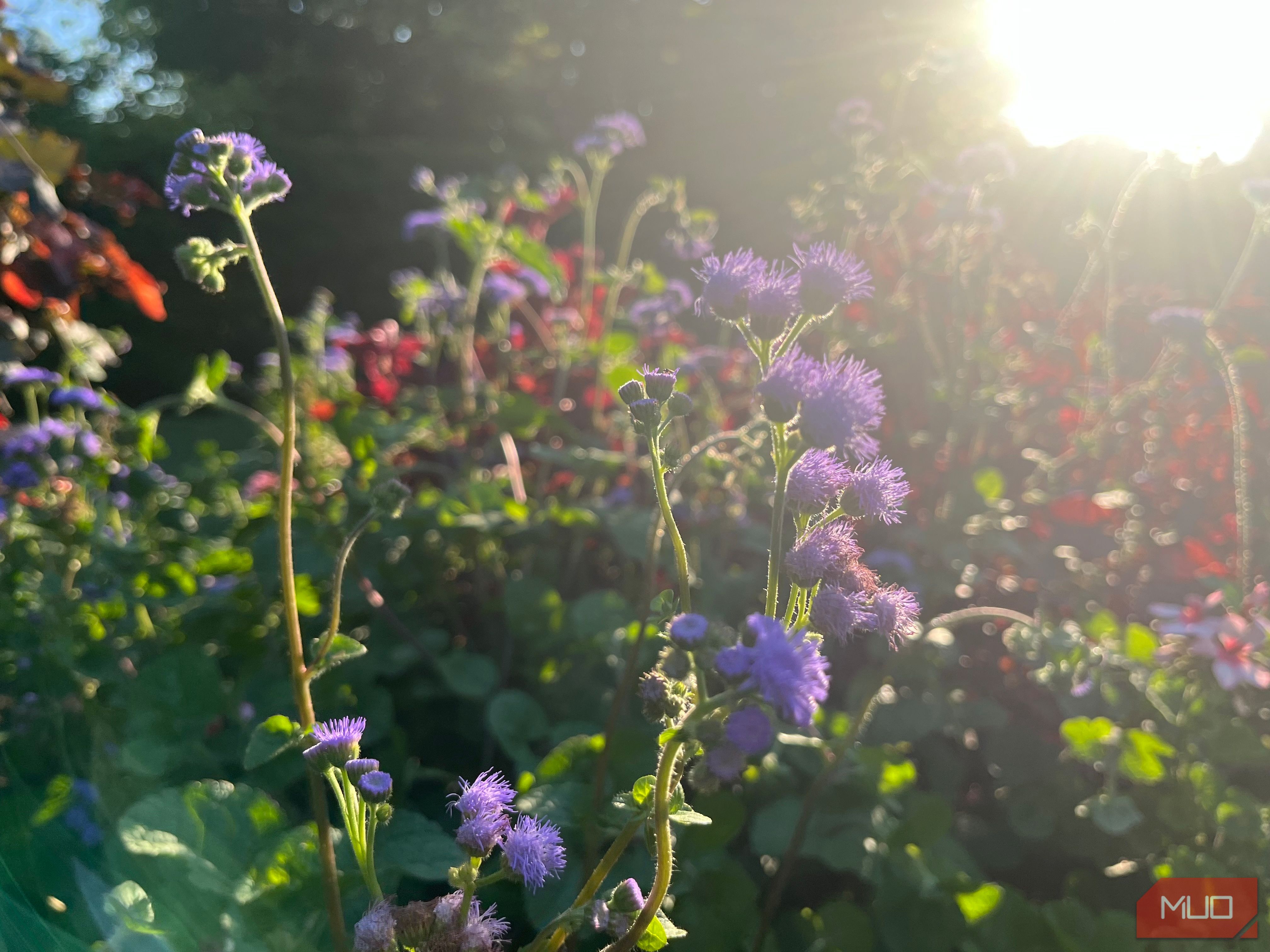 Raw image of purple flowers in a garden
