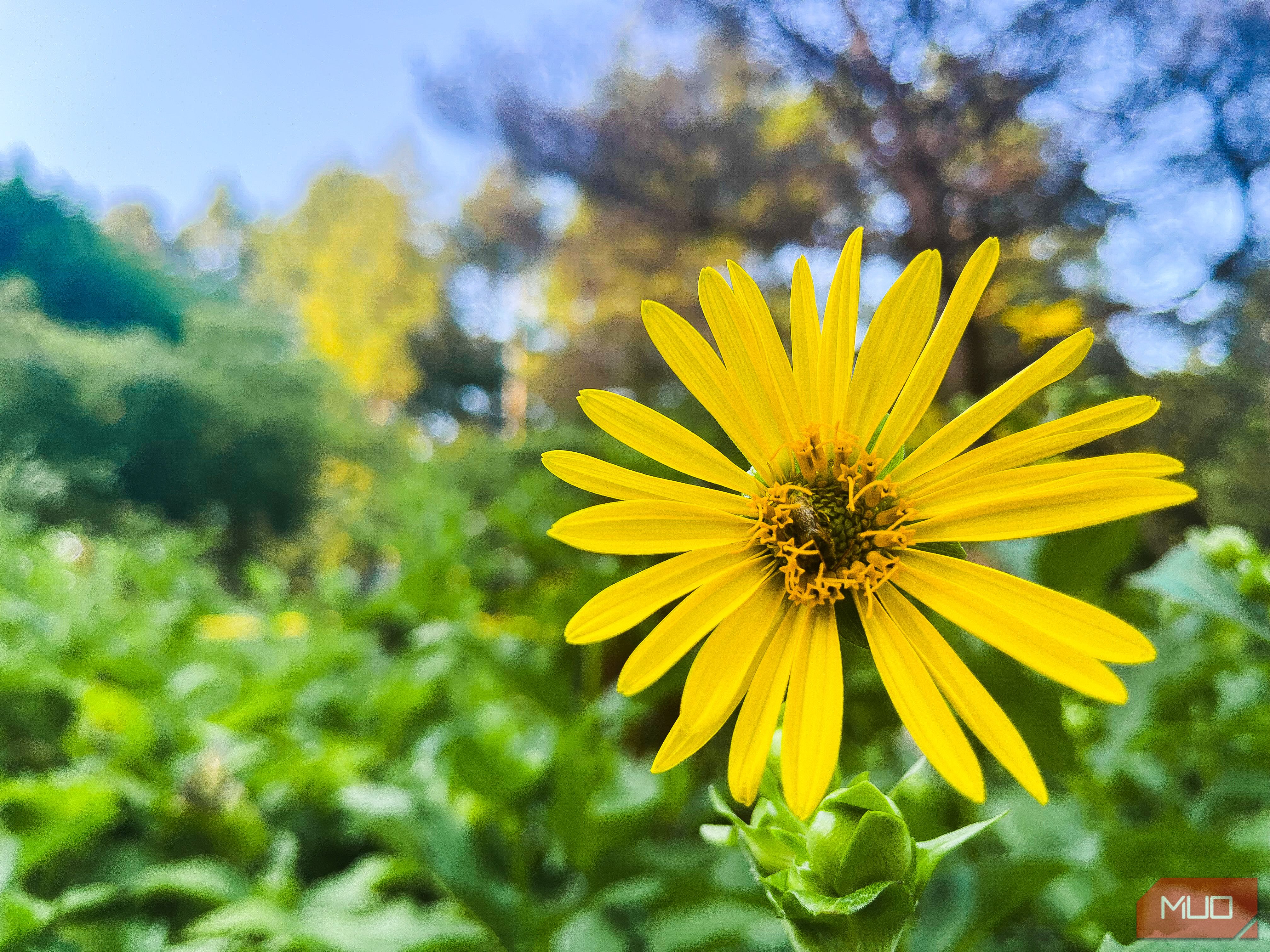 Yellow flower in a green background