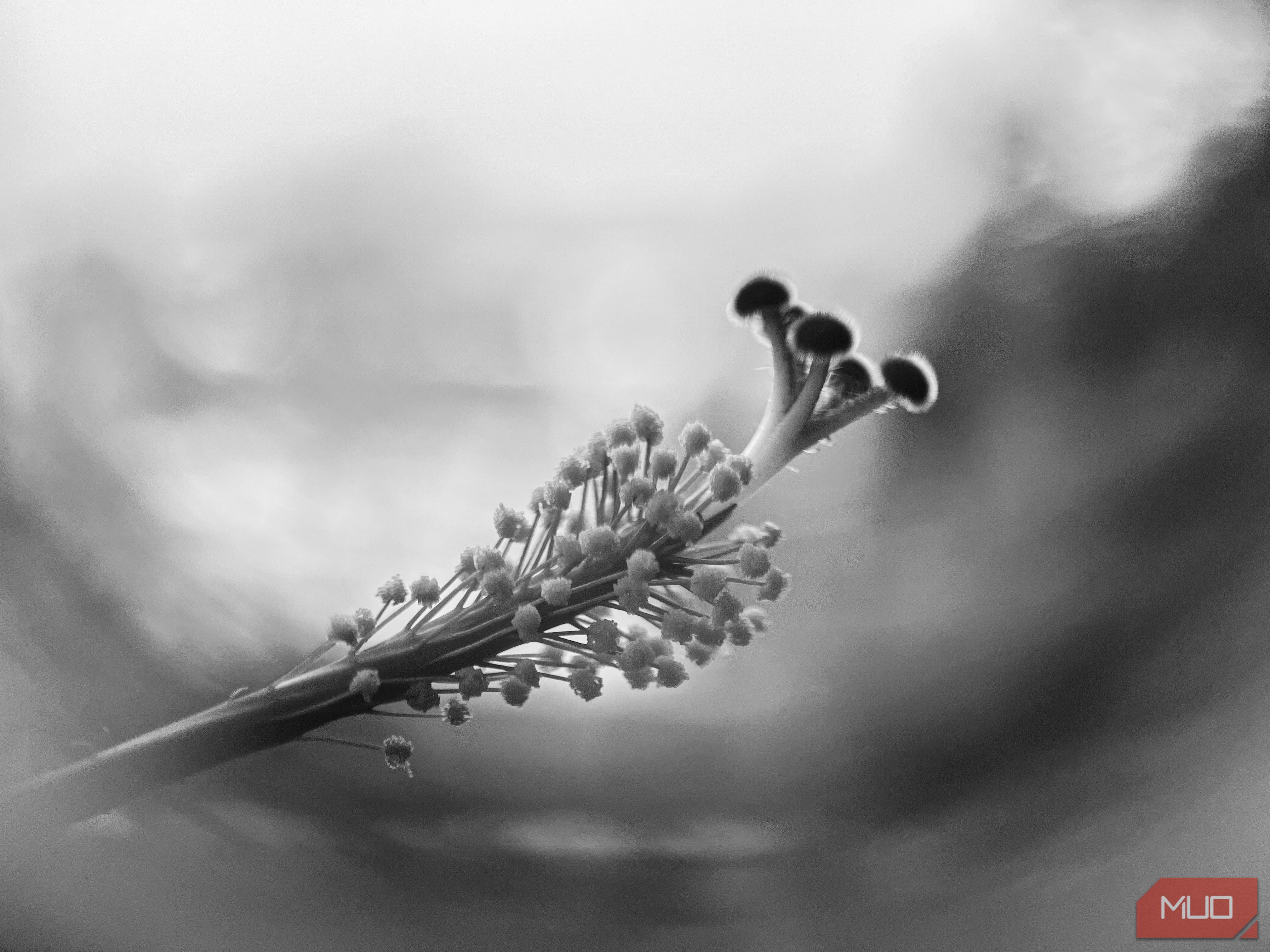 Close-up of a flower stamen