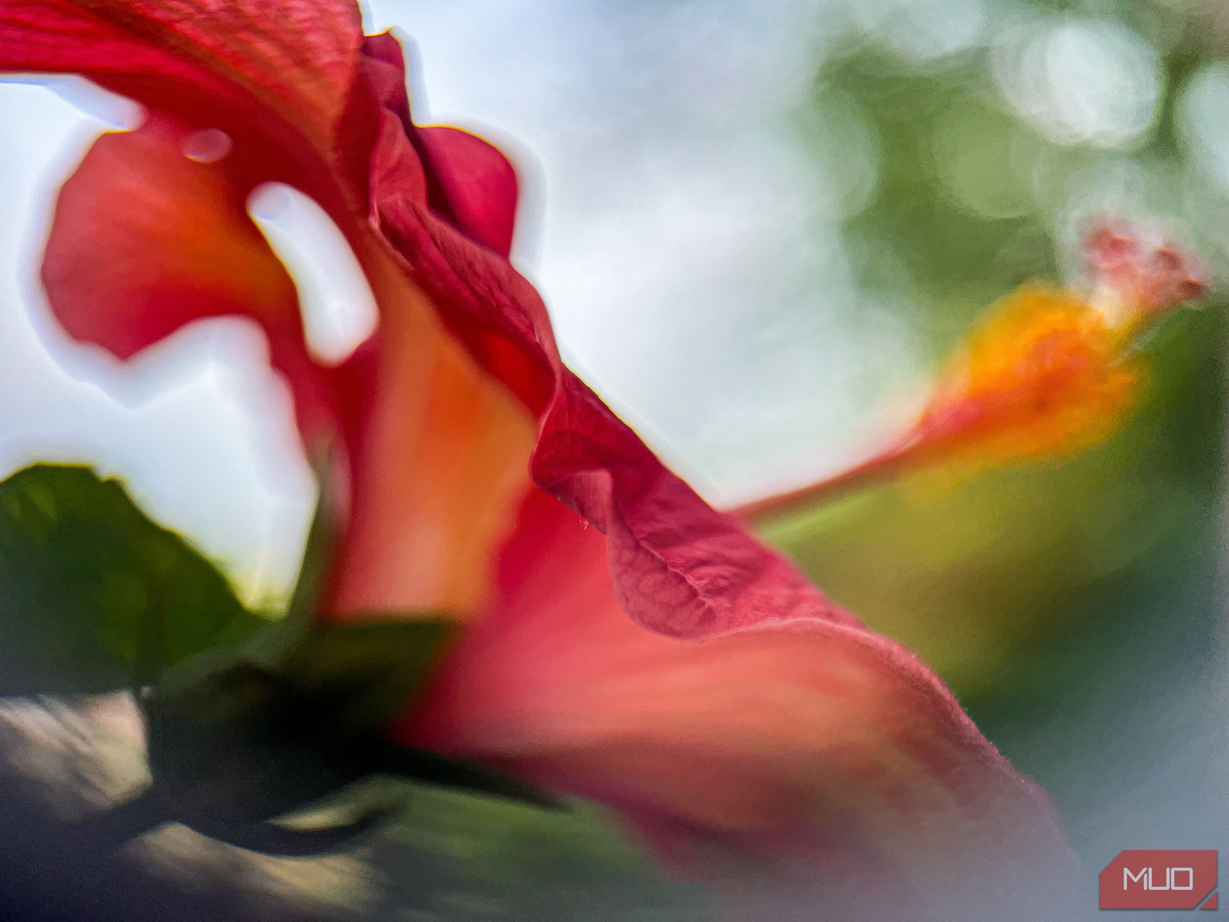 Close-up of a hiubiscu flower petal