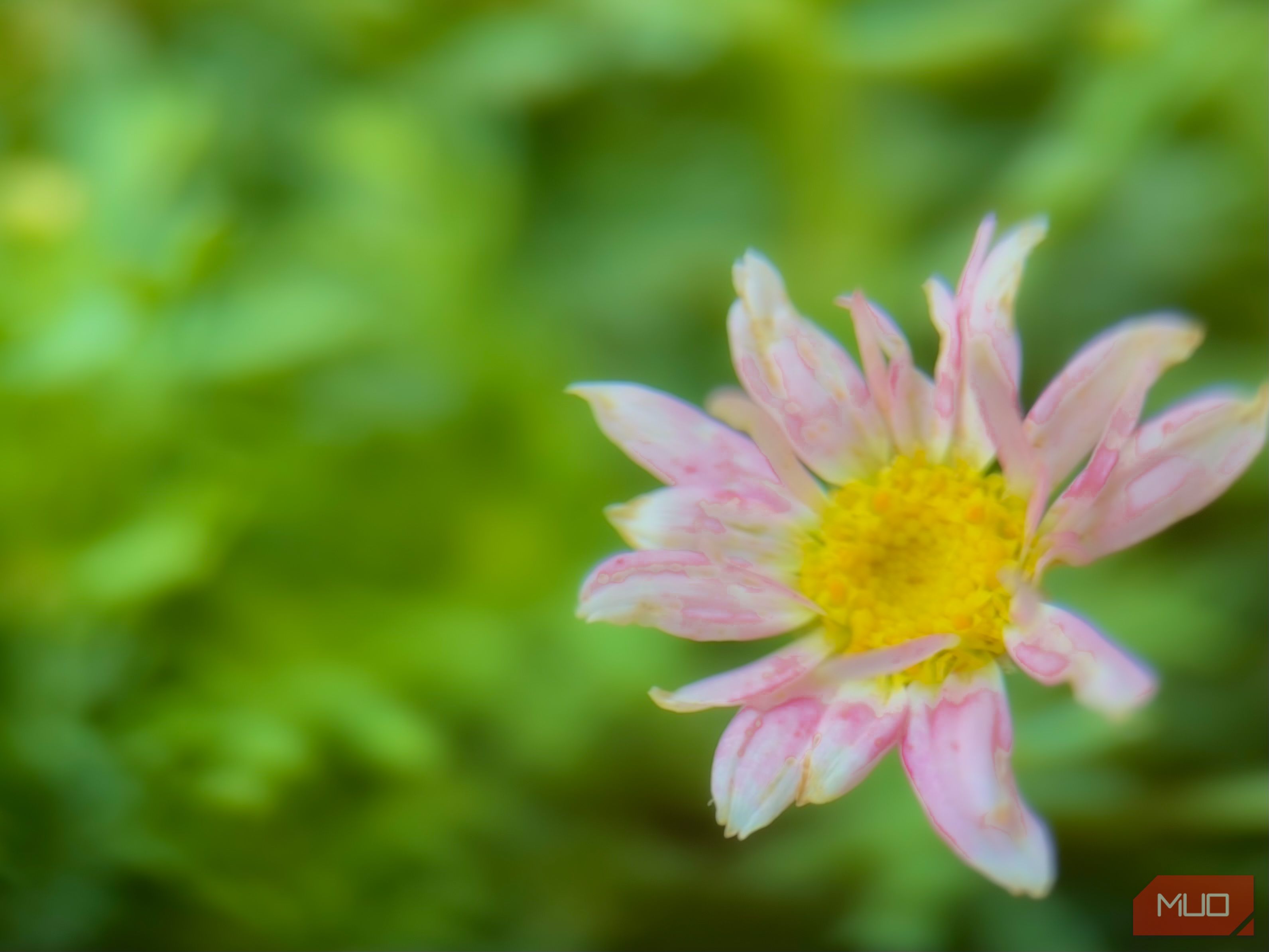 Pink flower on a green background