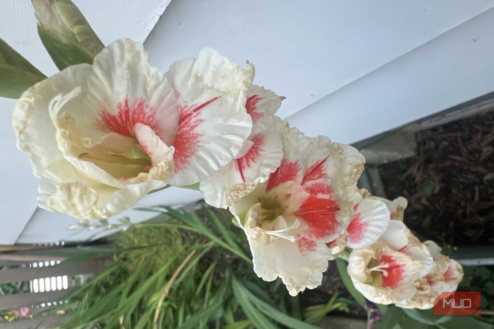 White and pink gladiolus flowers