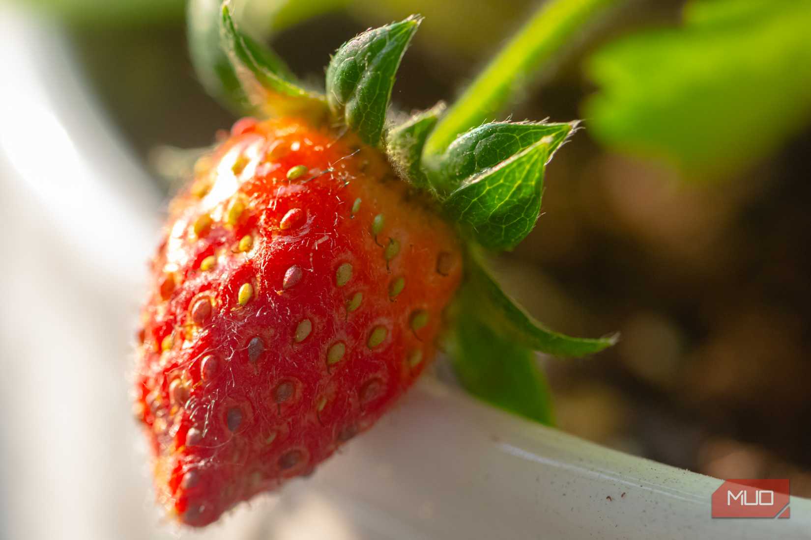 Strawberry in a pot