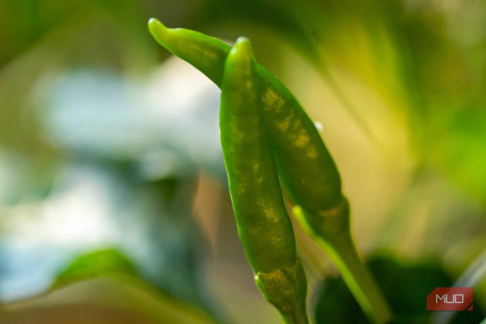 Close-up of Chili Peppers