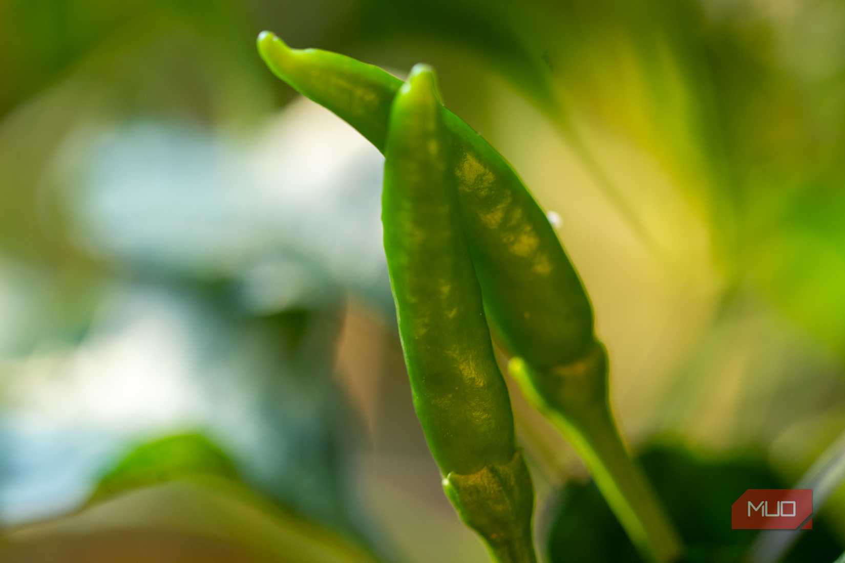 Close-up of Chili Peppers