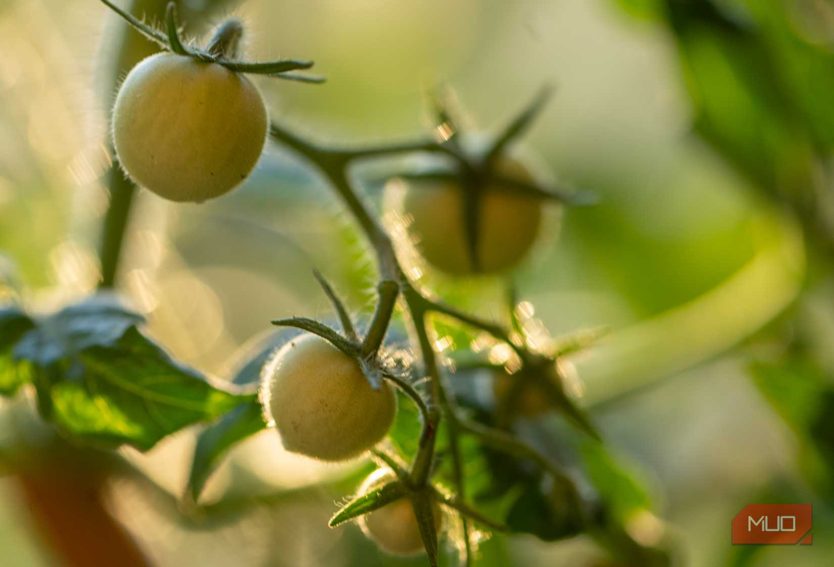 Close-up of unripe tomatoes on a plant