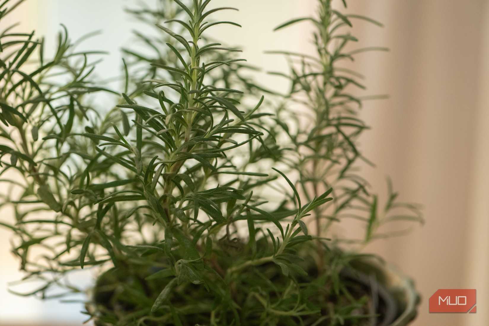 Close-up of rosemary leaves