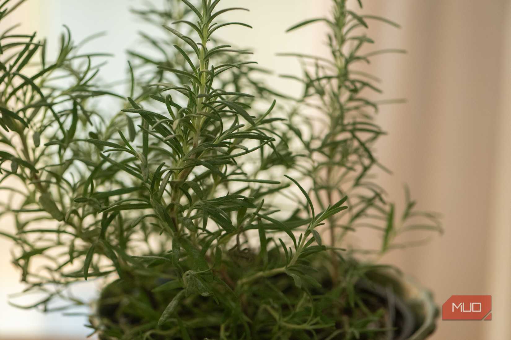 Close-up of rosemary leaves
