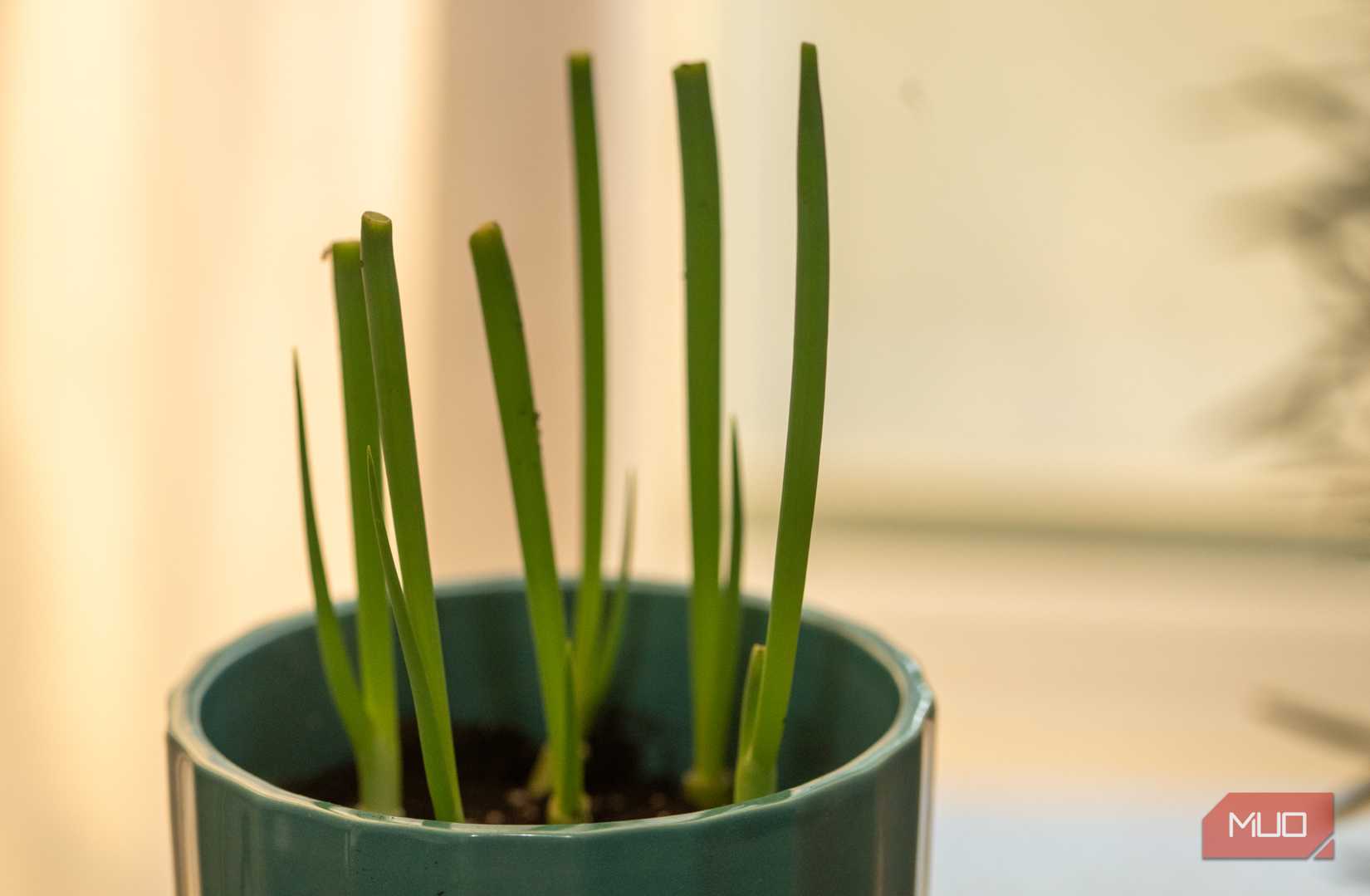 Green onions in a pot