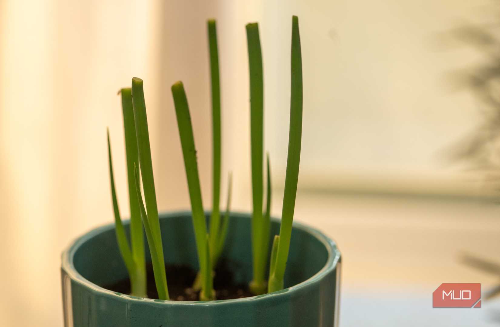 Green onions in a pot
