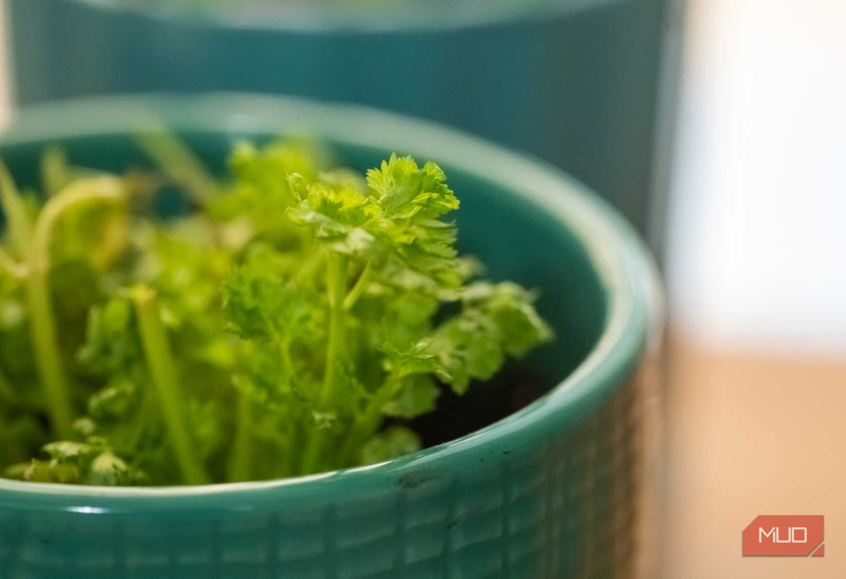Close-up of cilantro in a pot