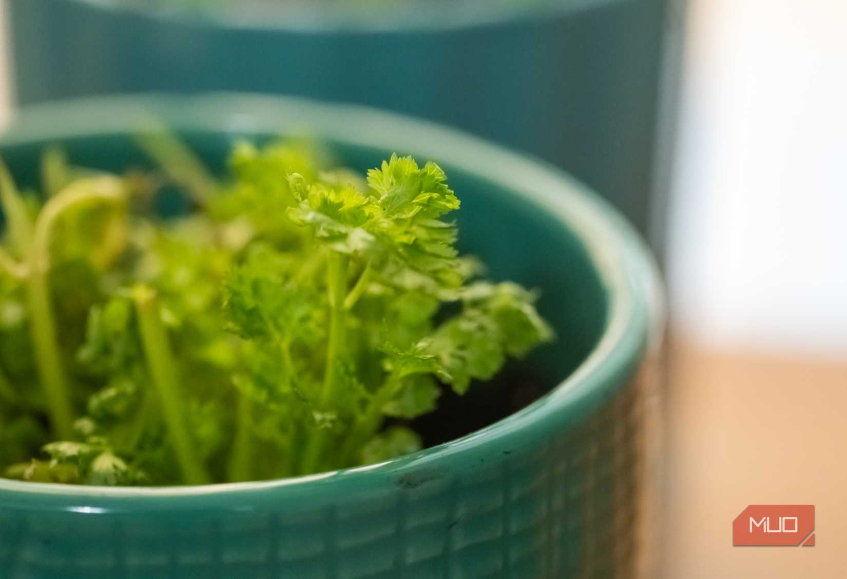 Close-up of cilantro in a pot