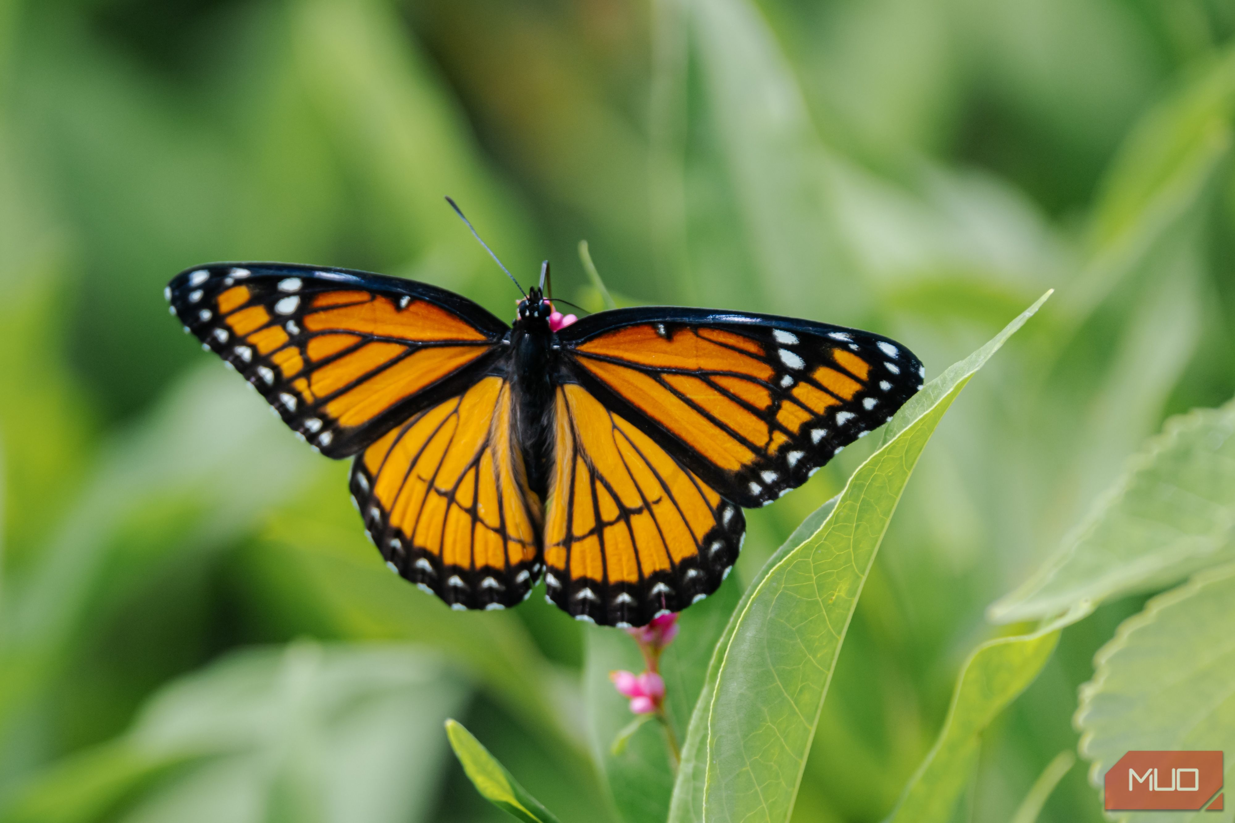 Original photo of a monarch butterfly that is slightly out of focus.