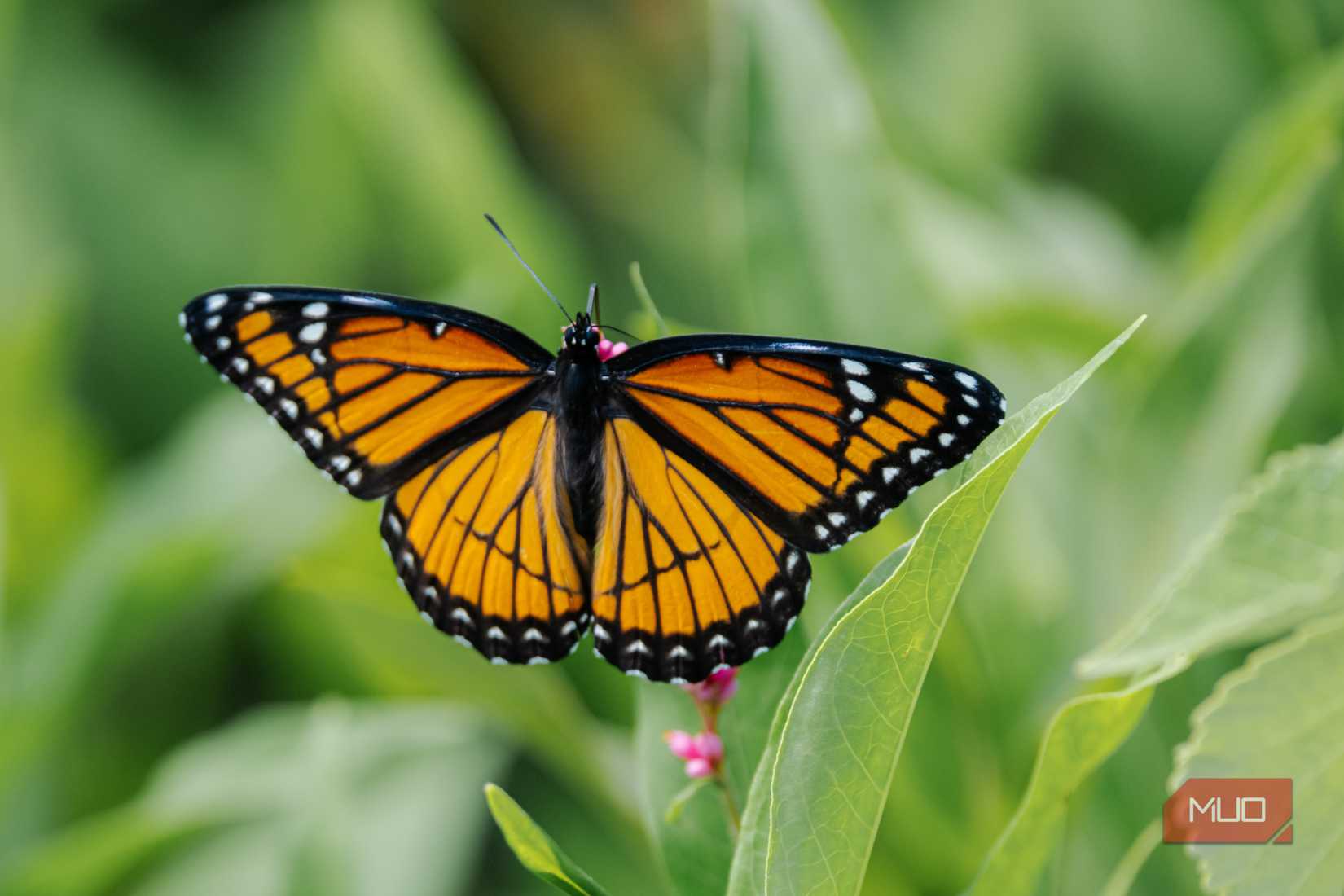 Monarch-Butterfly