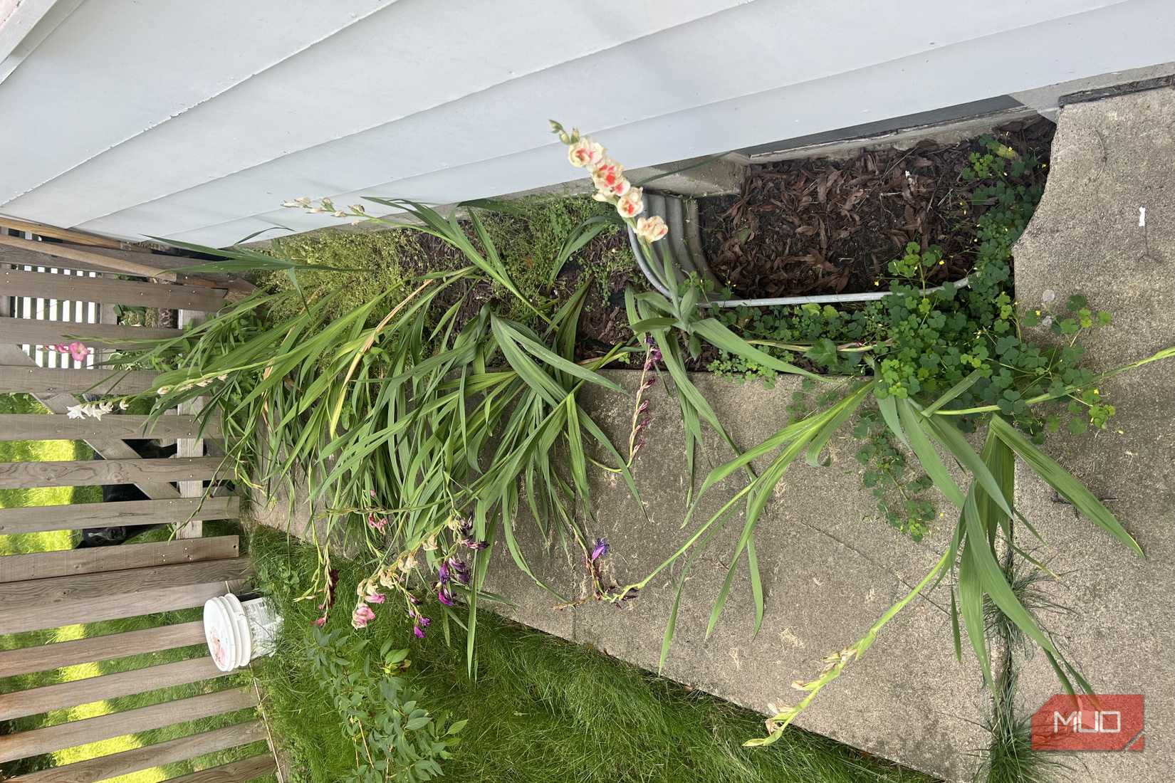 Gladiolus plants cover sidewalk because they were planted too shallow
