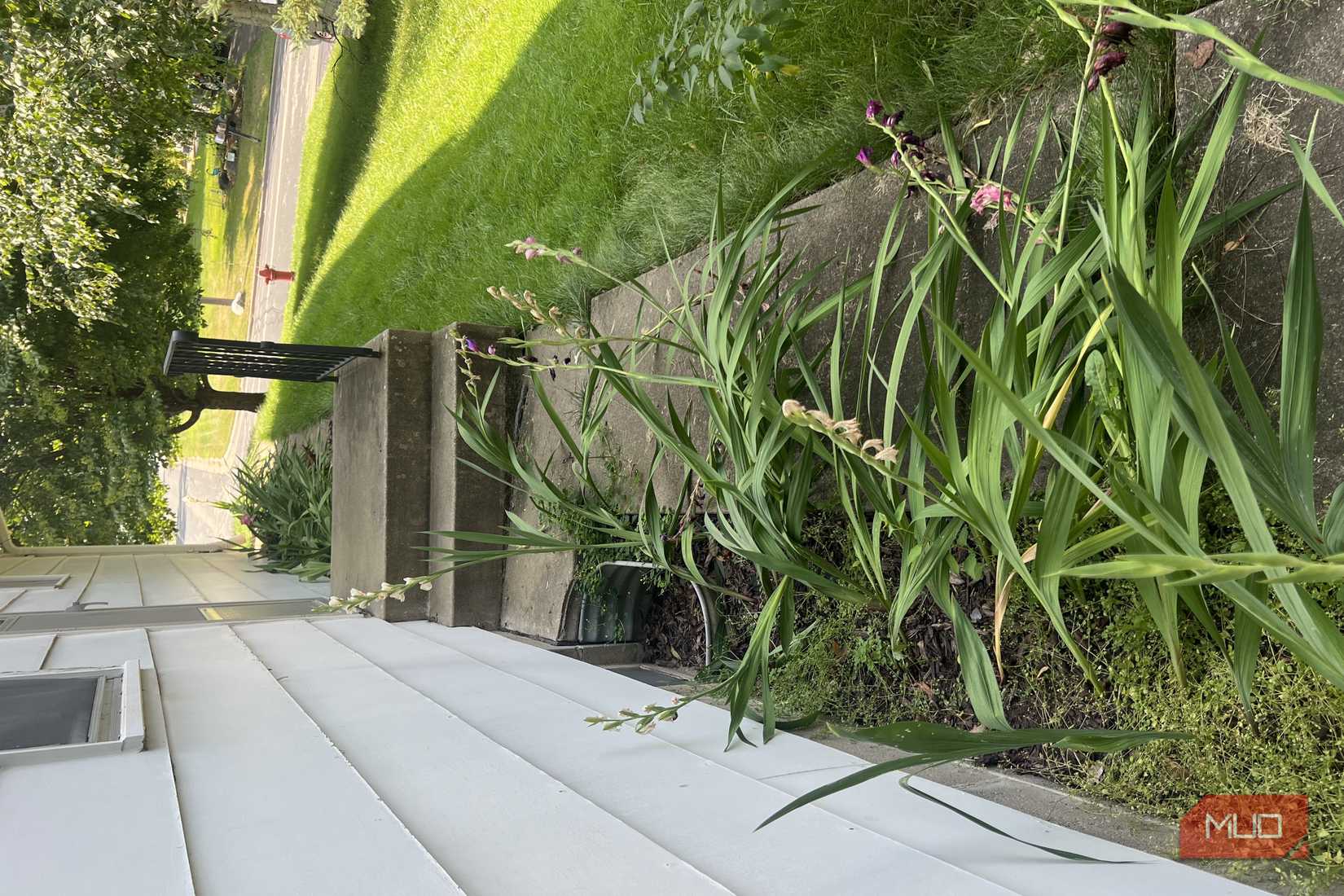Gladiolus plants drooping without stakes