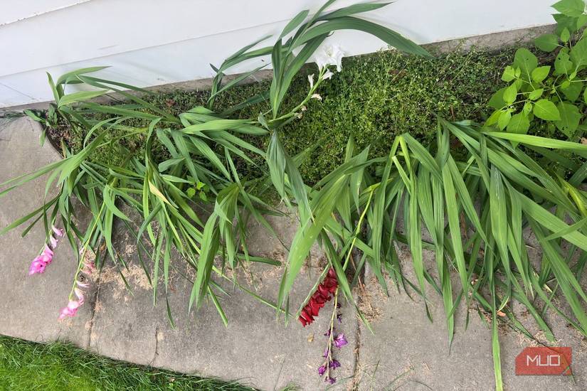 gladiolus plants grow sideways because they are not staked