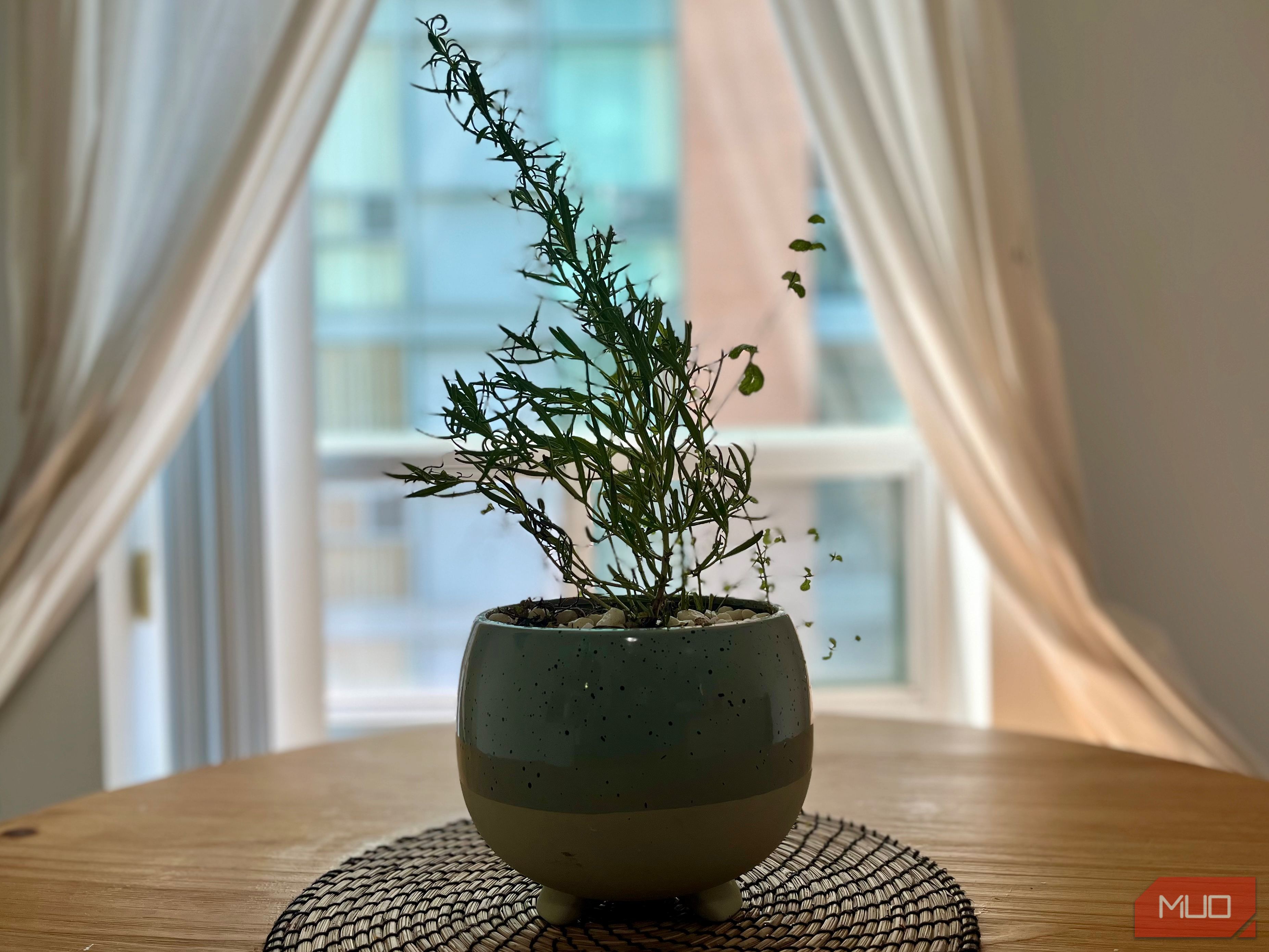 A planter with risemary and mint placed on a dining table 