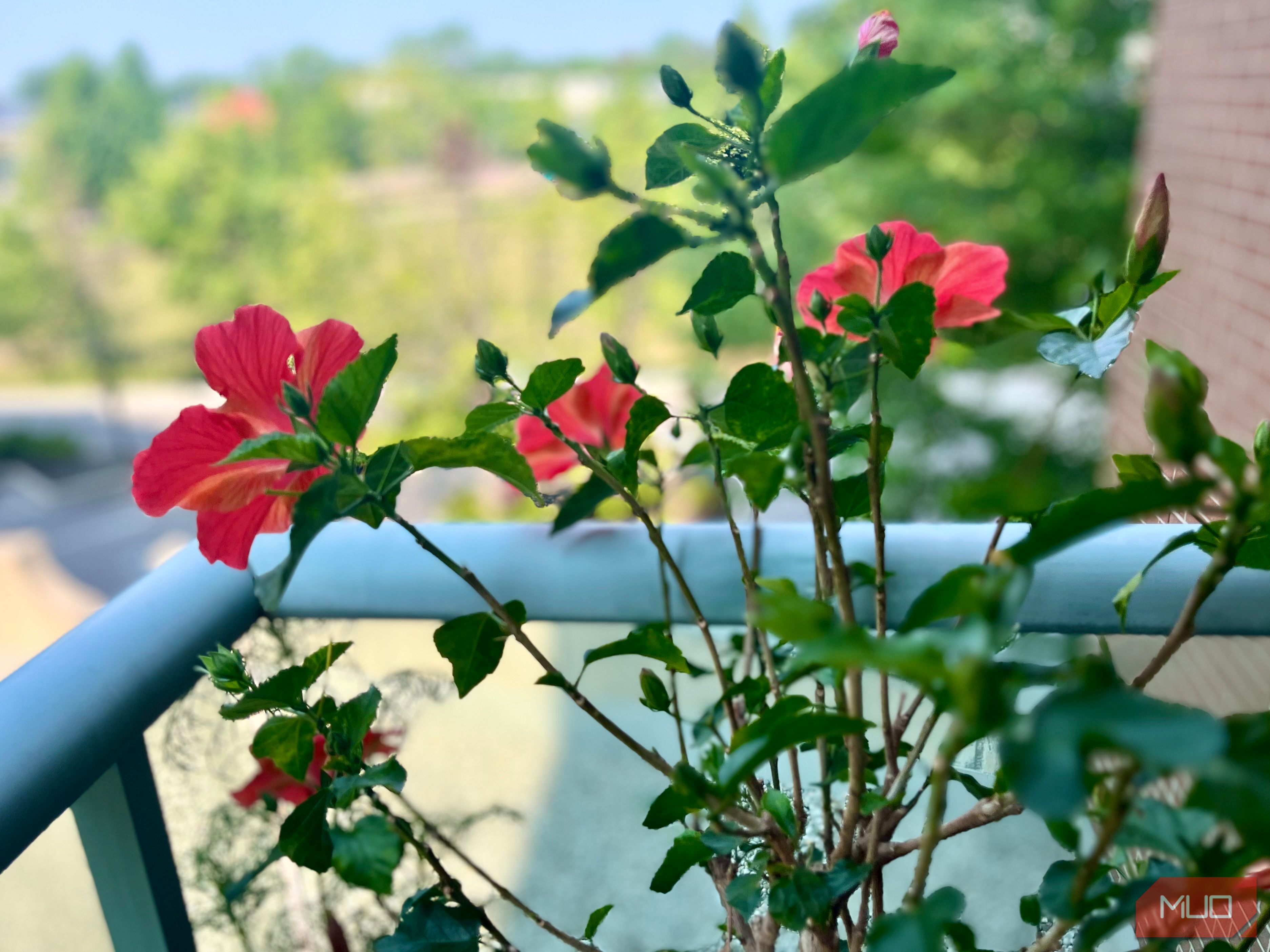 Hibiscus Plant with flowers