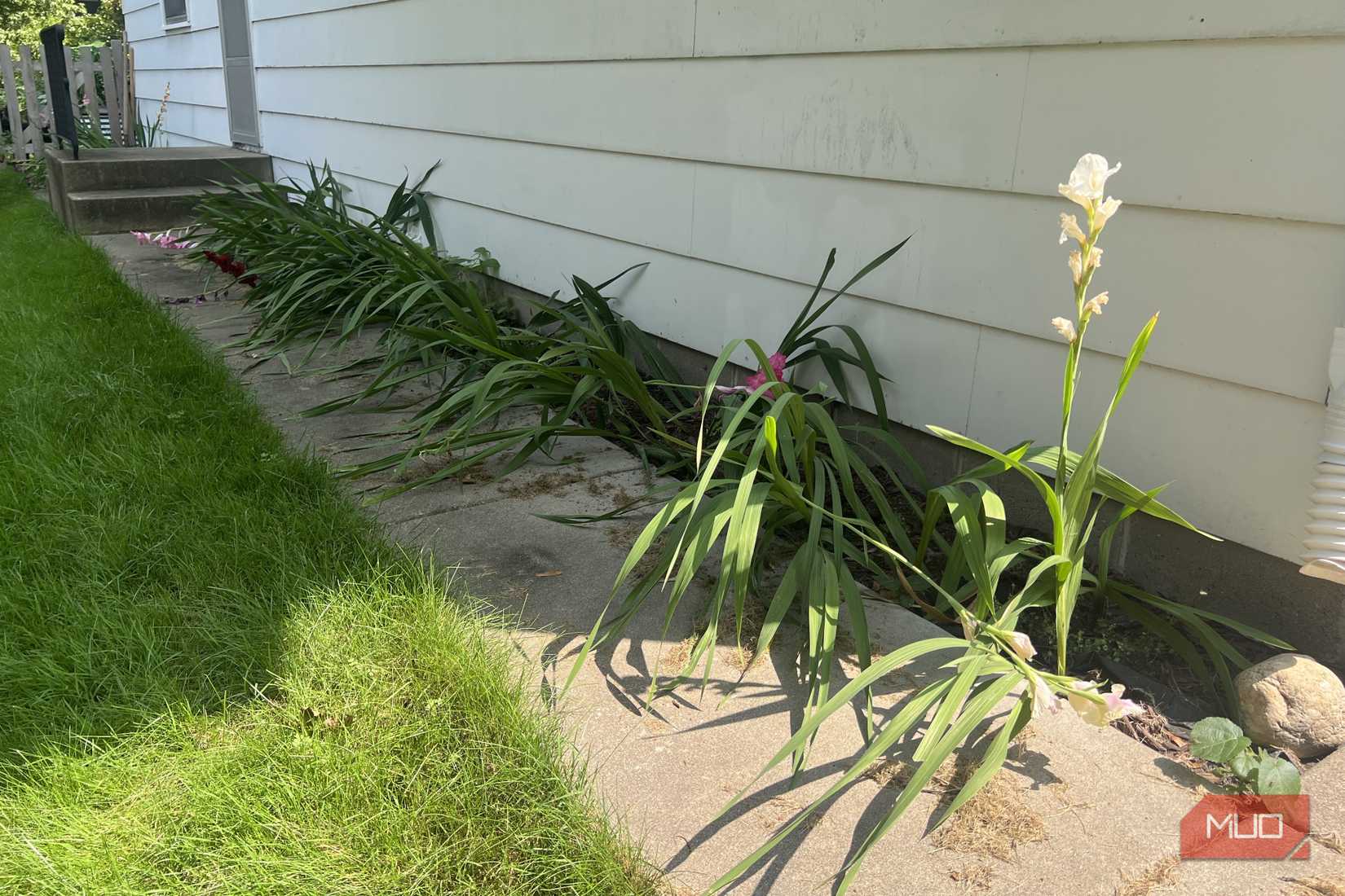 Gladiolus plants in the shade instead of the sun