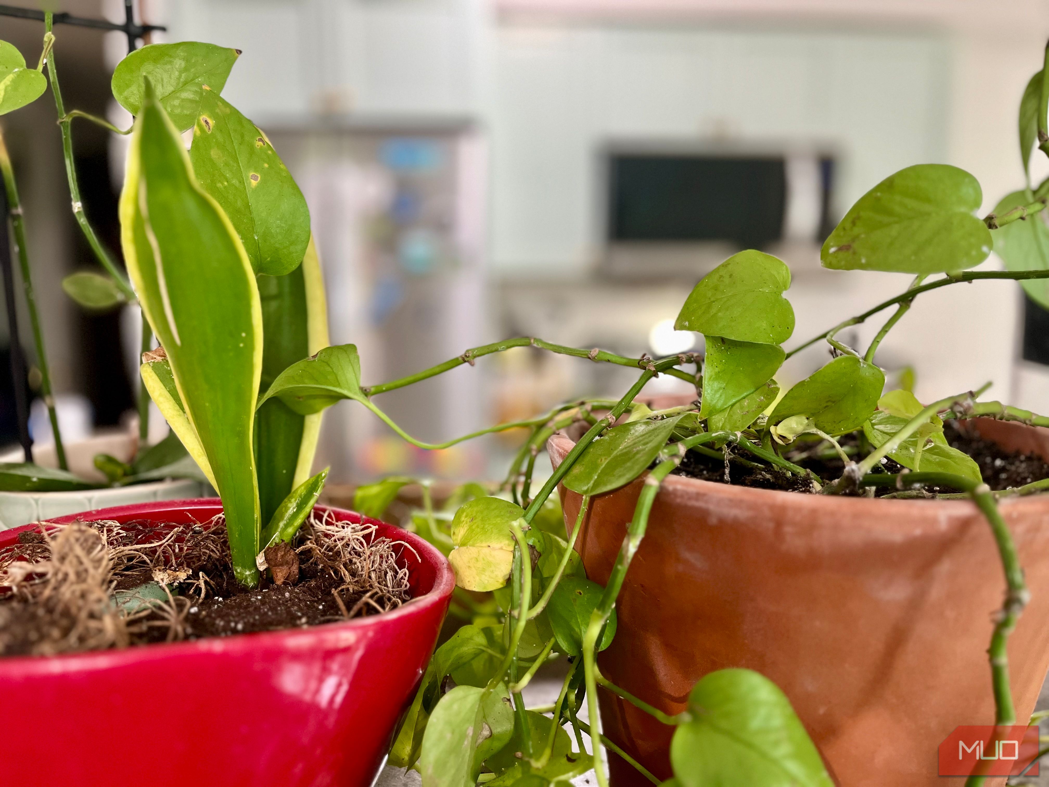 Plants in different pots