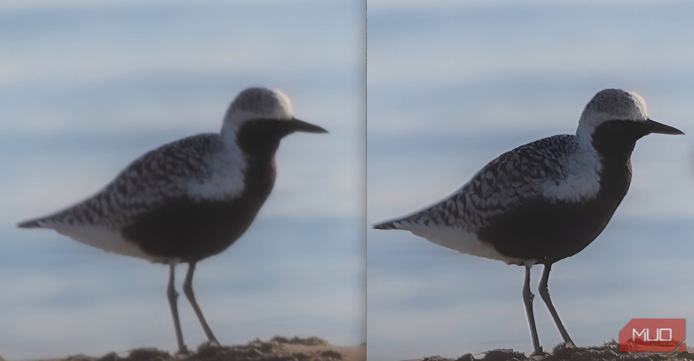 A before-and-after comparison of a blurry Gray Plover photo, showing significant improvement after AI upscaling.