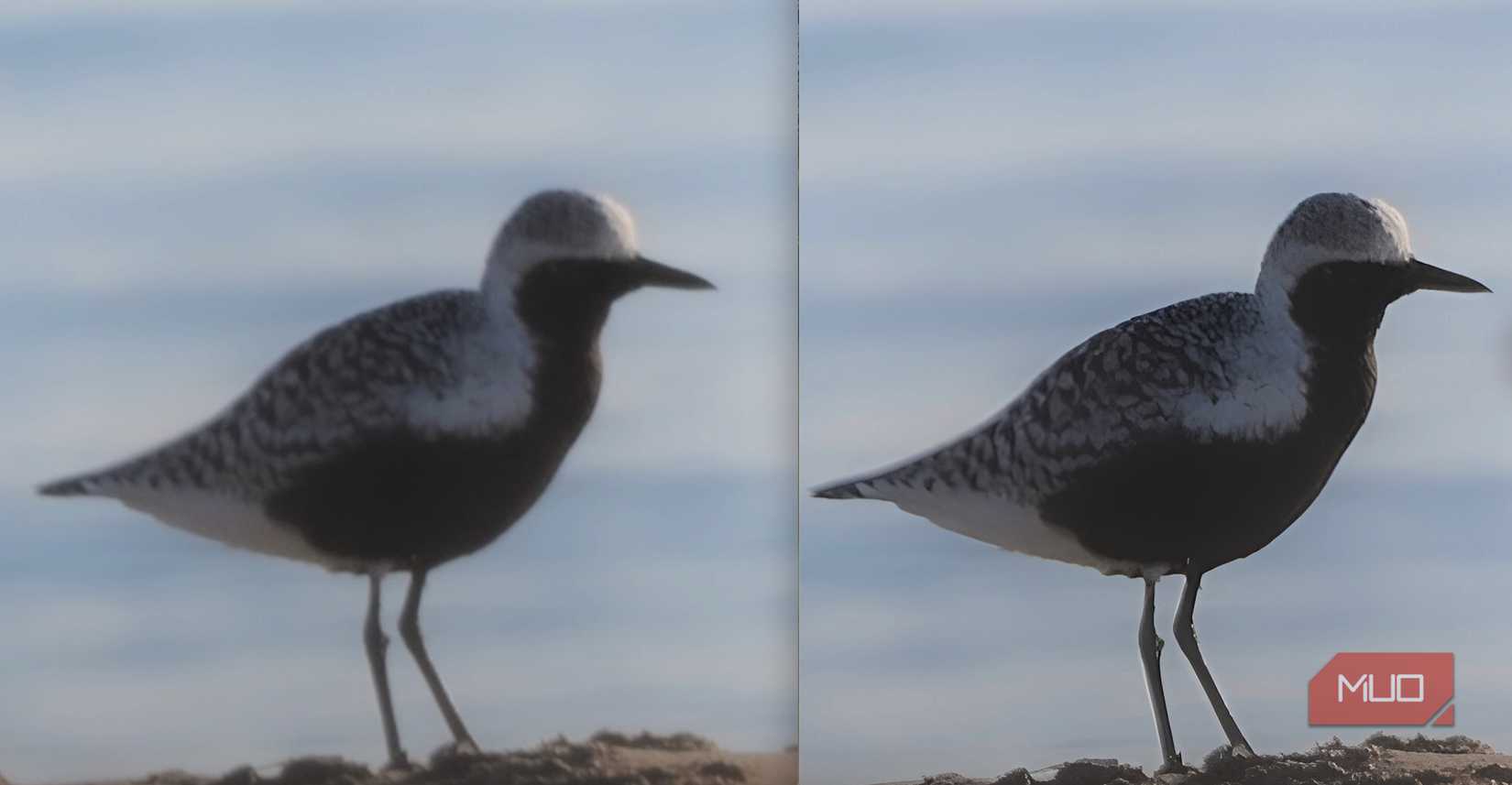 Plover-Before-After-Upscale