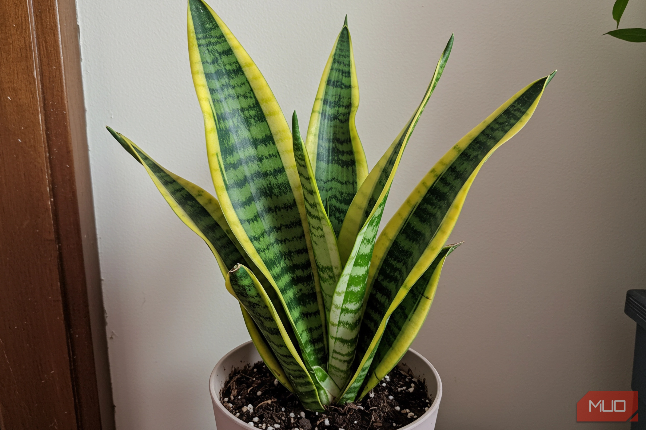 Snake plant in white pot beside the door frame.