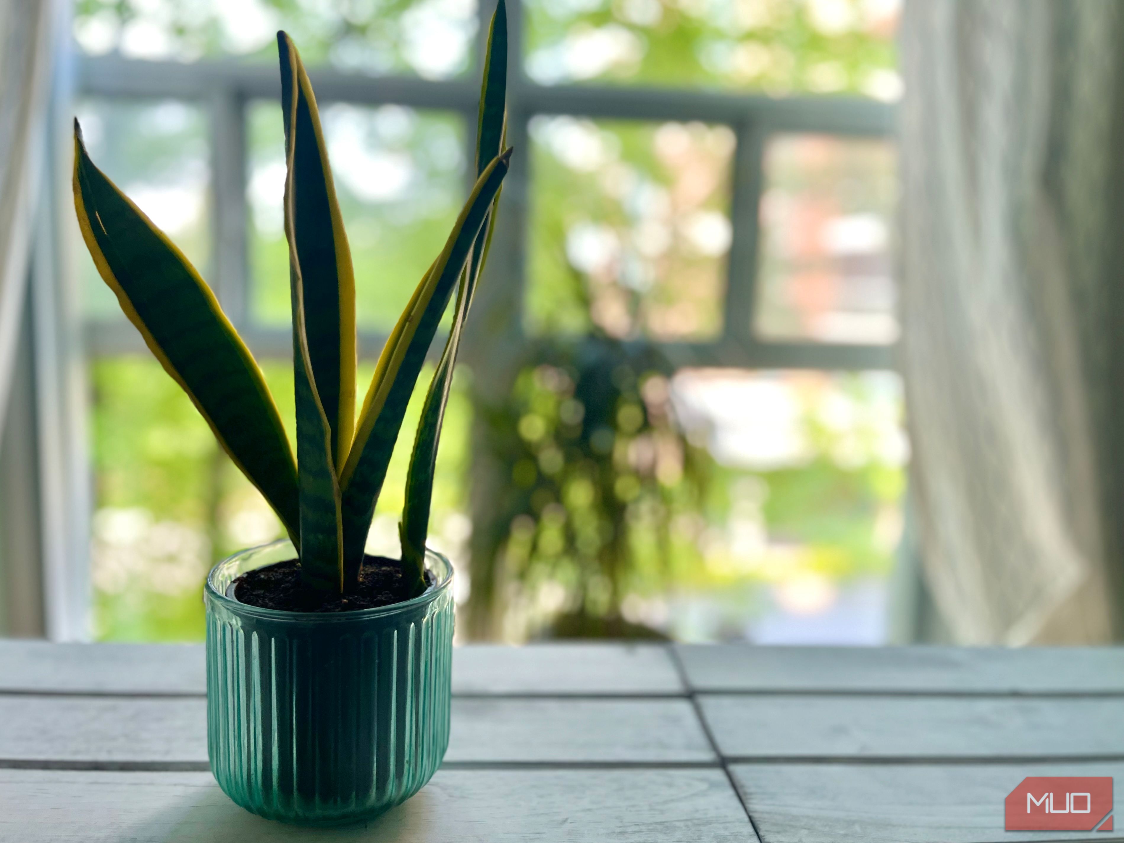 Close up of a snake plant placed near a window