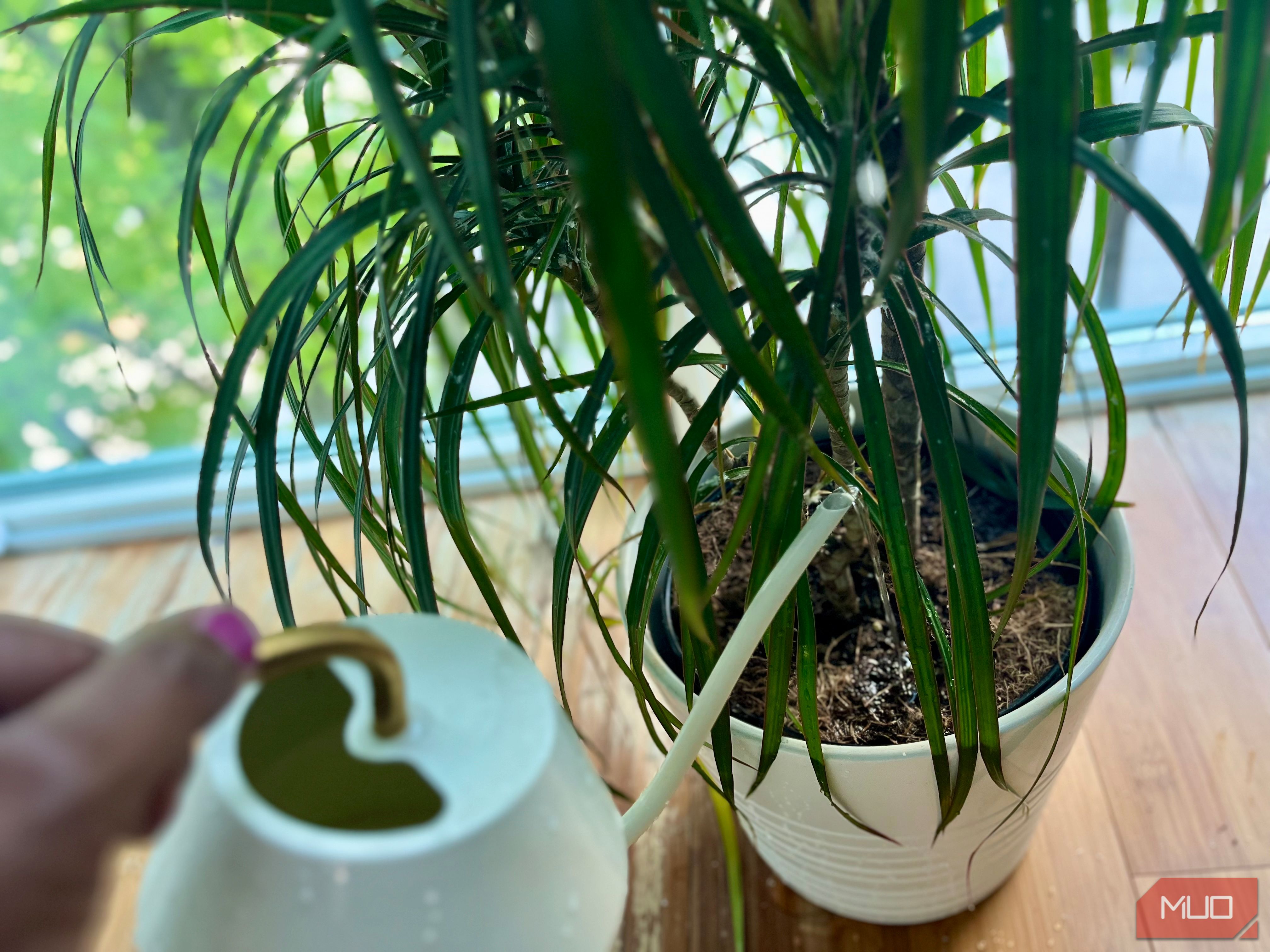 Watering indoor plants with a watering can
