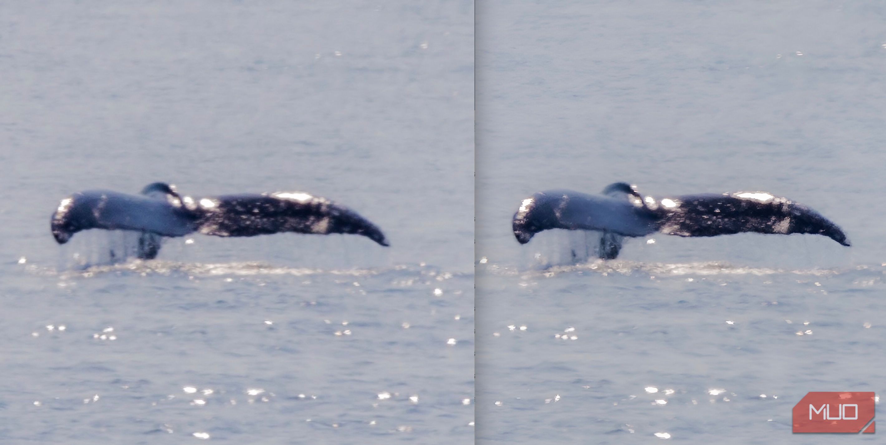 A before-and-after comparison of a blurry whale photo enhanced with AI.