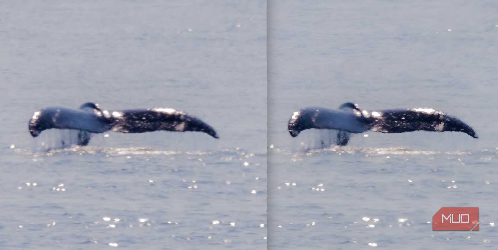 Whale-Before-After