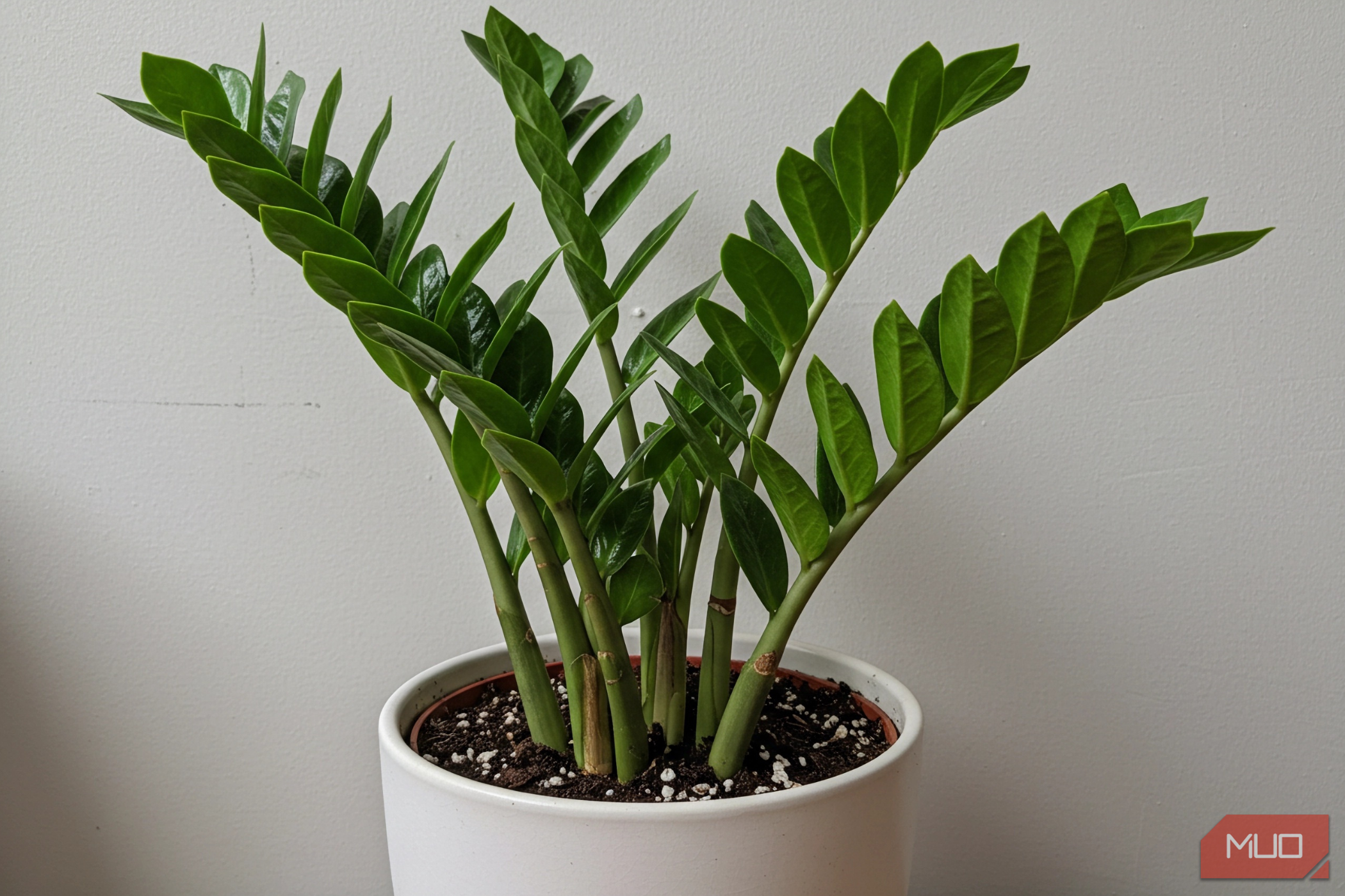 ZZ plant in a white pot.