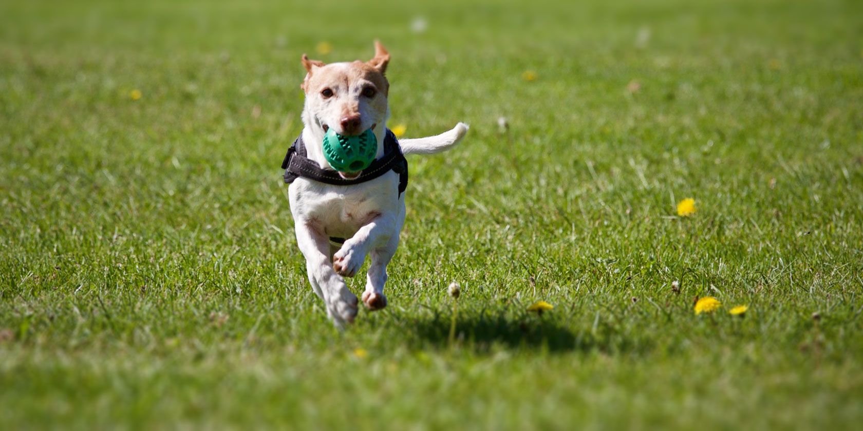 The 5 Best Free Online Dog Training Courses to Teach Your