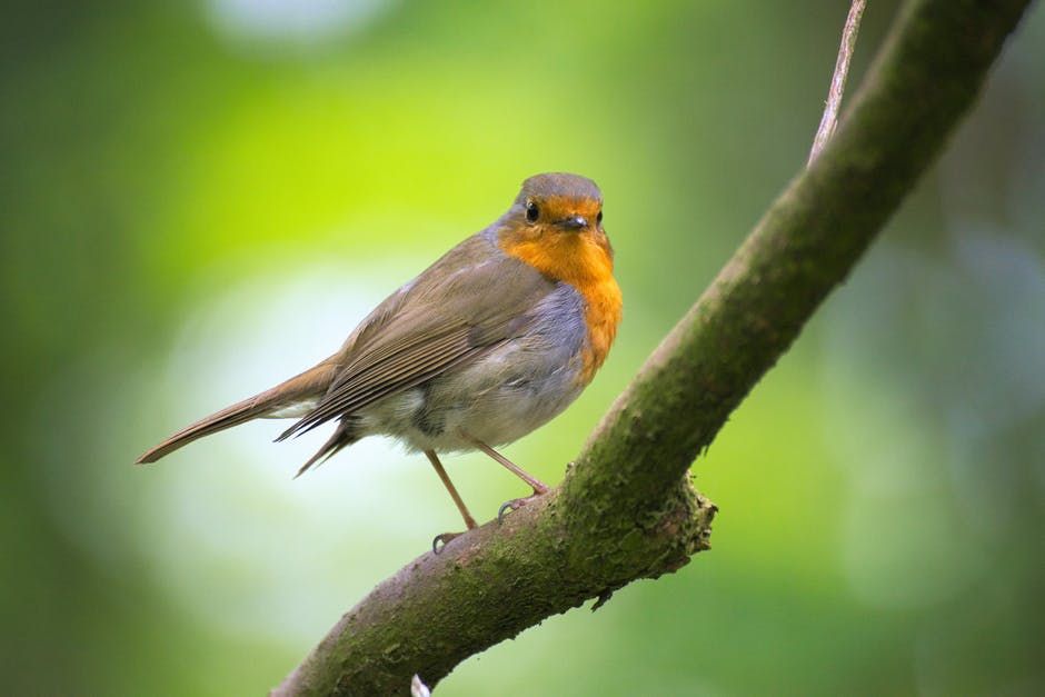 birds on branch - Articoli per la casa che non sapevi di poter controllare con il tuo smartphone