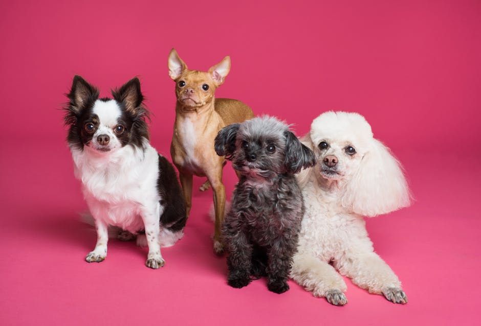 group of dogs - Articoli per la casa che non sapevi di poter controllare con il tuo smartphone