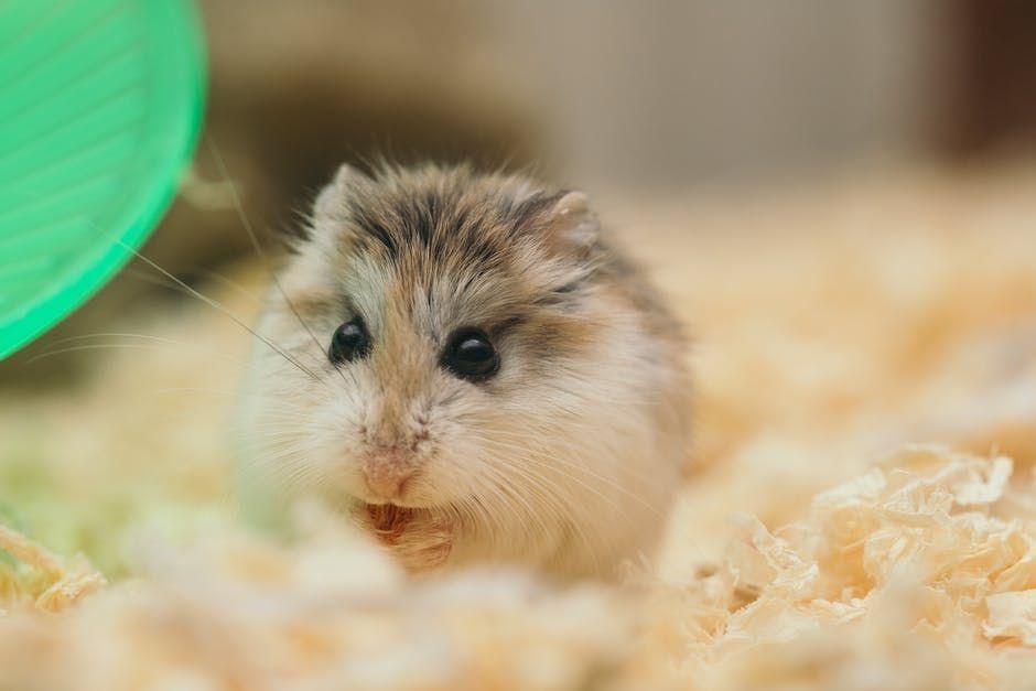 hamster eating - Articoli per la casa che non sapevi di poter controllare con il tuo smartphone